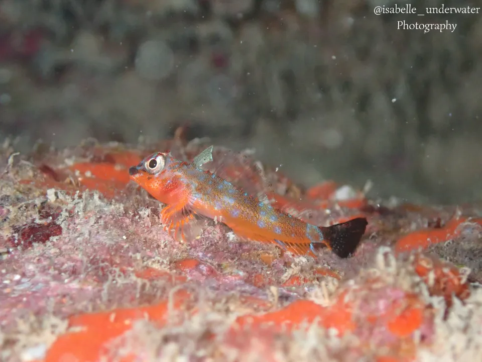 Apoyo al medio ambiente de Grupo INDI