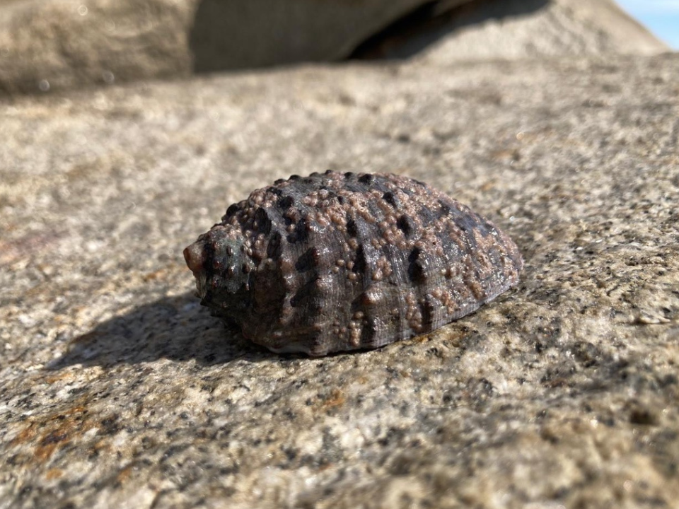 Apoyo al medio ambiente de Grupo INDI